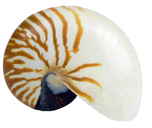 Nautilus natur 15cm B-Ware 15cm