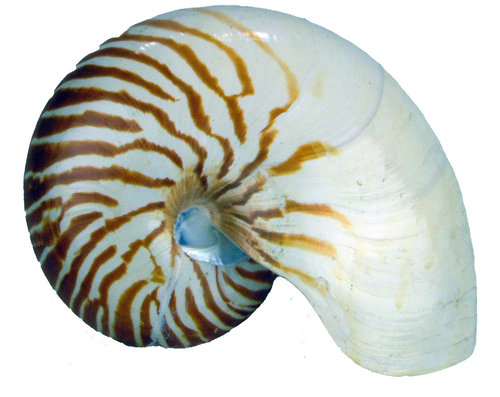 Nautilus natur 16cm B-Ware 16cm