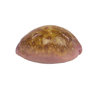 Cypraea Poraria   ┼ Kaurimuschel ┼ 22mm