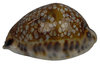 Mauritia Histrio ┼ Cypraeidae ┼ von 48mm bis 74mm