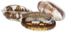 Oliva Bulbosa ┼ Olividae ┼ von 40mm bis 44mm