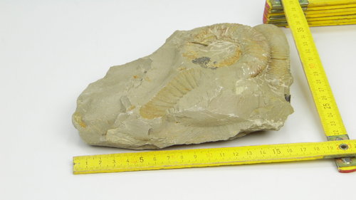 einzel Fossilie 12