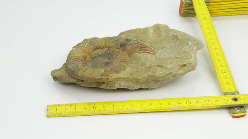 einzel Fossilie 14