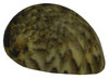 Nerita polita ┼ Neritidae ┼ von 26mm bis 36mm