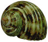 Turbo imperialis poliert ┼ Turbinidae ┼ von 65mm bis 72mm