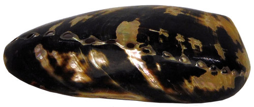 Haliotis cracherodii - schwarzes Seeohr - poliert 120mm