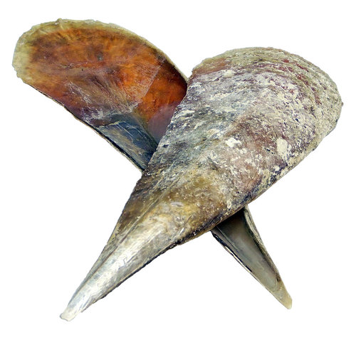 Komplette Steckmuschel, Riesenmuschel, Pinnidae 48cm