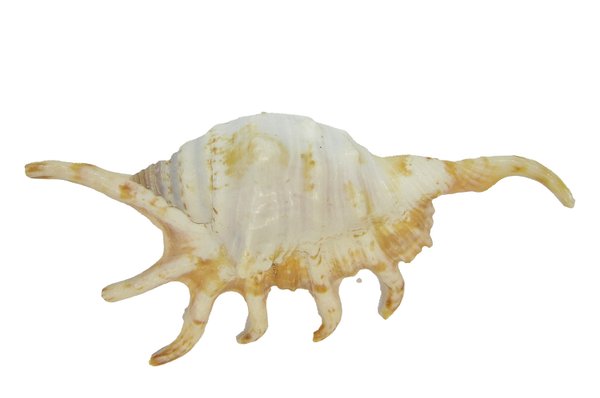 Lambis crocata crocata 10-12cm (1125)