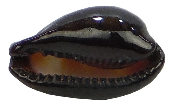Kaurimuschel - Cypraea Onyx 3-4 cm
