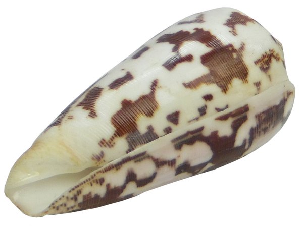Conus stritatus ca 5 cm