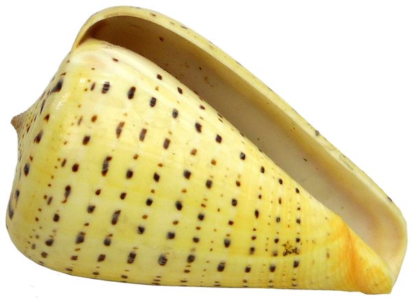 Kegelschnecke Conus betulinus ab 9,5 cm