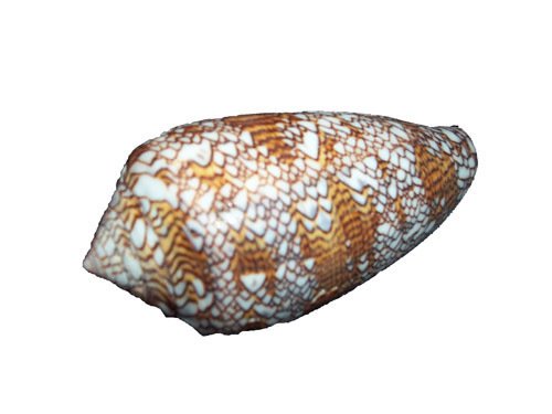 Kegelschnecke Conus textlle ca 8cm