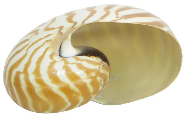 Nautilus natur 10-12 cm