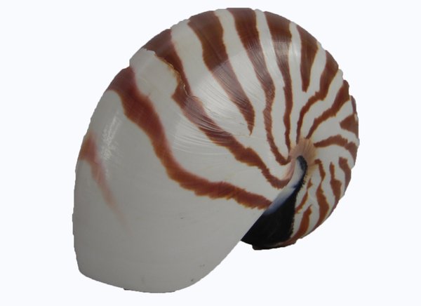 Nautilus natur 12-13 cm
