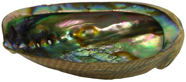 Abalone poliert / Haliotis corr / Paua Muschel 12-16 cm