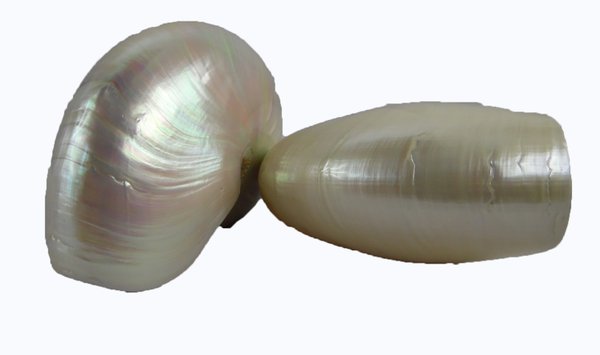 Nautilus poliert 16,5 cm