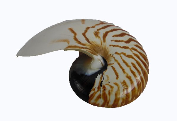 Halbe Nautilus natur ab 150 mm