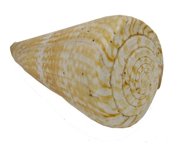Conus pulcher- Kegelschnecke-  - 18cm Länge - schweres Gehäuse-