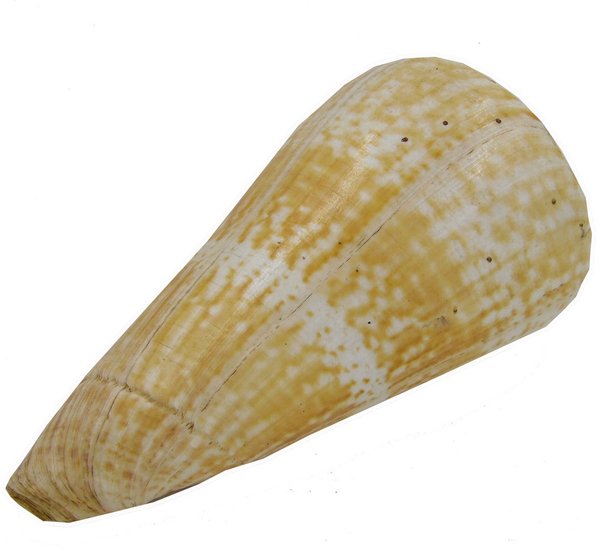 Conus pulcher- Kegelschnecke-  - 18cm Länge - schweres Gehäuse-