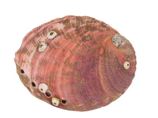 Meerohrschnecke - Abalone- Haliotis rufescens 21x17cm
