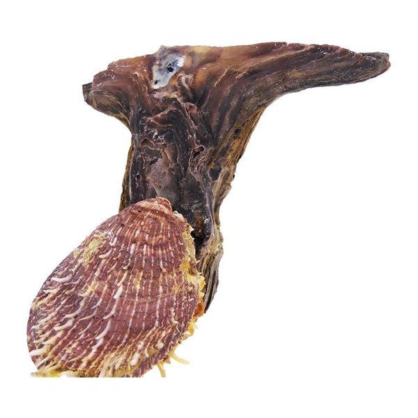 Hammermuschel - mit 1 Stachelauster - Größe 13x14cm -