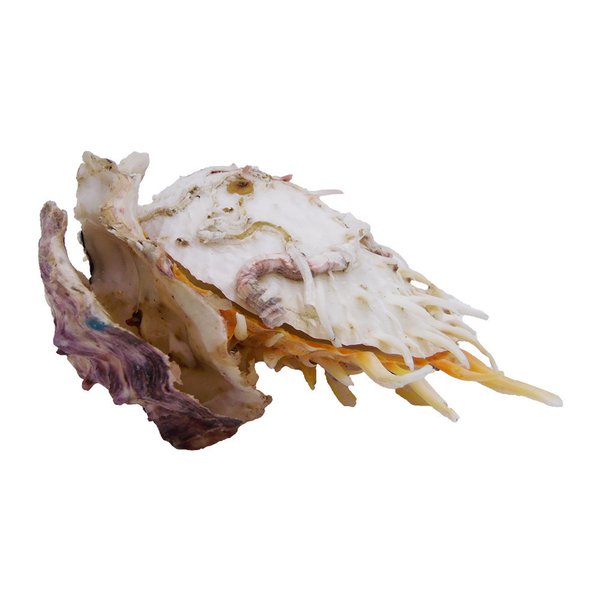 Spondylus mit Auster- offen - Einzelstück 9x10x5 cm