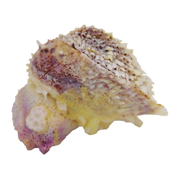 Spondylus Muschel- Einzelstück 4x4x4x cm