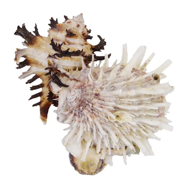 Spondylus mit Murex Hexaplex - 11x9x7cm - Einzelstück