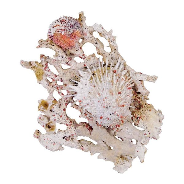 Ansammlung von Spondylus Austern auf Koralle - 20x18cm
