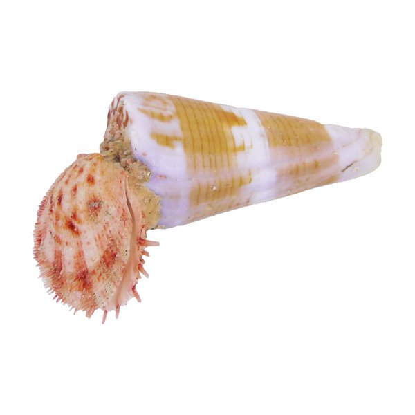 Conus Schnecke mit Spondylus Muschel - Größe 8x5x3cm