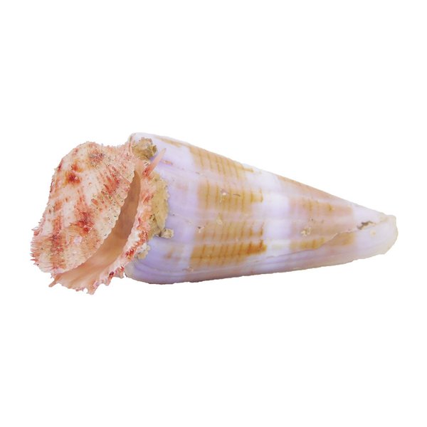 Conus Schnecke mit Spondylus Muschel - Größe 8x5x3cm