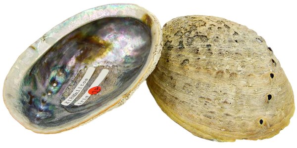 Abalone - Meerohrschnecke - Paua Muschel - H. Iris - natur