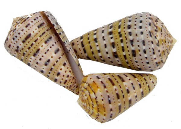 Conus genuanus 50-65mm RARE - SELTEN