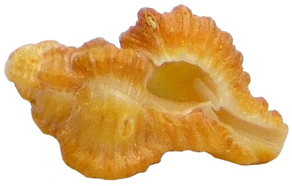 Murex - Chicorens rubescens klein 2,0-3,0 cm