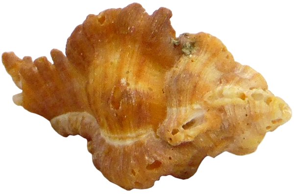 Murex Diver - Chicorens mergus mittel 3,5-5 cm
