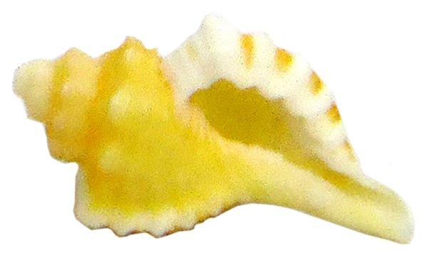 Cymatium femorale - Tritonshorn klein 3-4 cm