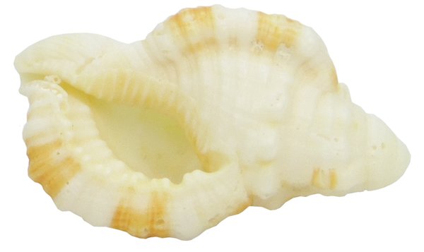 Cymatium pileare - Tritonshorn klein 2,5-3,5 cm