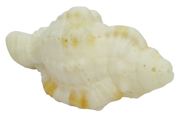 Cymatium pileare - Tritonshorn klein 2,5-3,5 cm