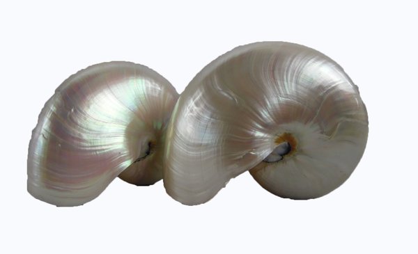 Nautilus poliert 22 cm