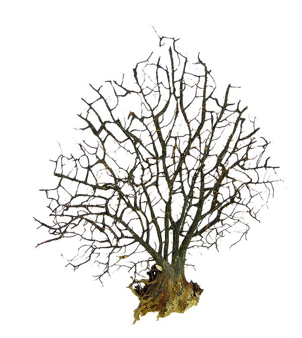 Fächerkoralle ┼ Korallenfächer 30-40 cm