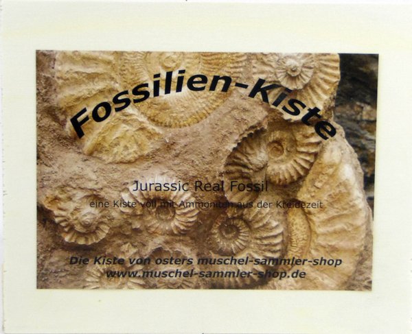 FossilienKiste - versteinerte Muscheln und Ammoniten