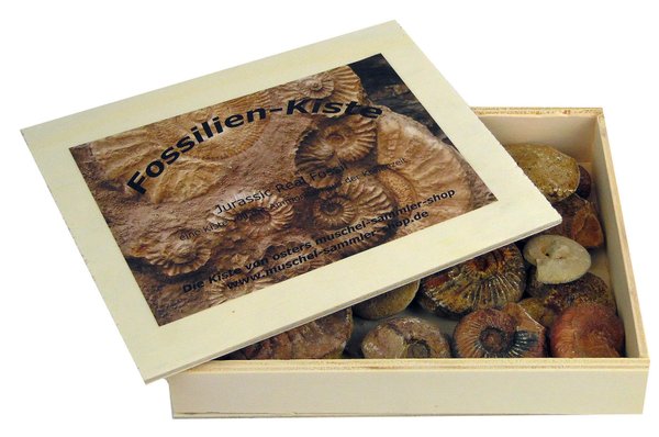 FossilienKiste - versteinerte Muscheln und Ammoniten