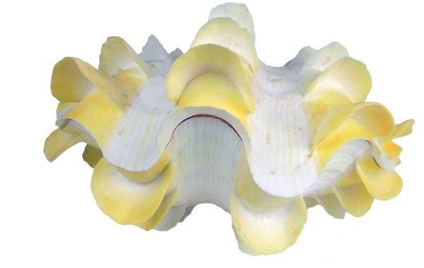 Tridacna syuamosa 161 mm