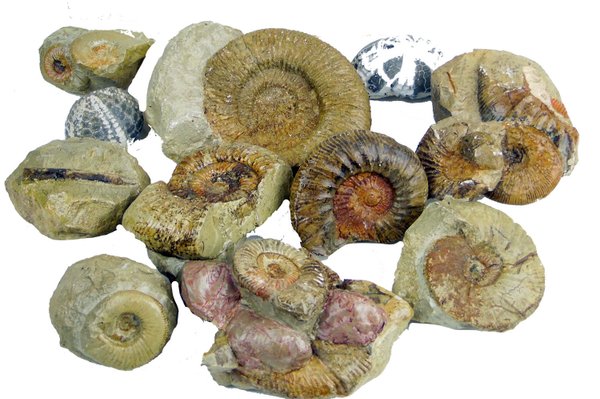 große FossilienKiste - versteinerte Muscheln und Ammoniten
