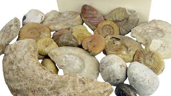 Mega FossilienKiste - versteinerte Muscheln und Ammoniten