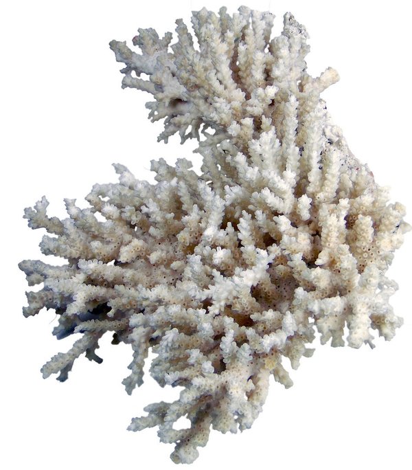 Koralle 375mm