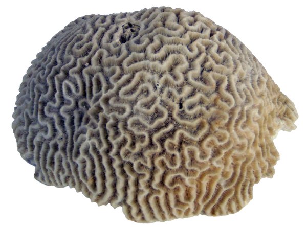 Hirn Koralle 170mm