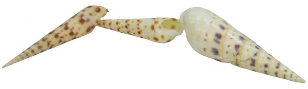 Tereba maculata, gefleckte Schraube 6,5-11cm