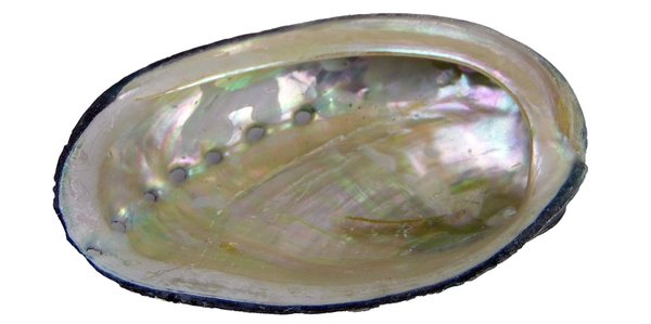 blaues Meerohr / Abalone / Paua Muschel 7-9 cm