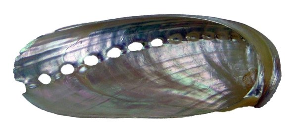 Haliotis asinia poliert / Abalone / Seeohr 4-9 cm